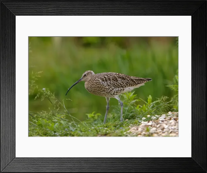 Framed Print : Eurasian Curlew. Pensthorpe - Norfolk - UK Framed Print : Eurasian Curlew. Pensthorpe - Norfolk - UK