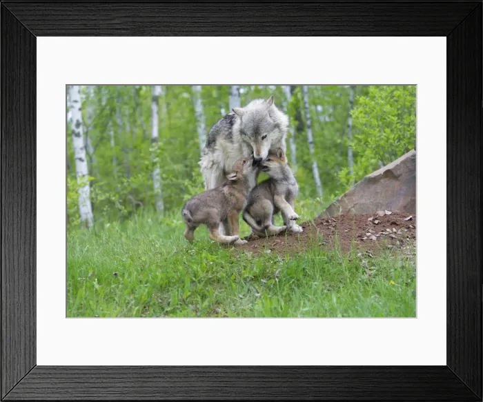 Framed Print : Grey / Timber Wolf - with pups. Minnesota - United States Framed Print : Grey / Timber Wolf - with pups. Minnesota - United States
