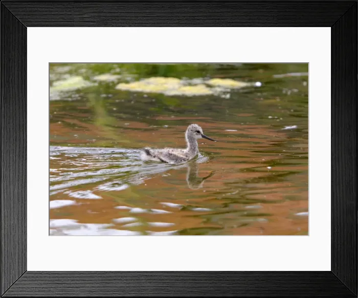 Framed Print : Pied Avocet - chick. Pensthorpe - Norfolk - UK