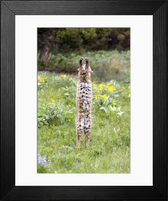 Framed Print : Bobcat - on hind legs. Montana - USA Framed Print : Bobcat - on hind legs. Montana - USA