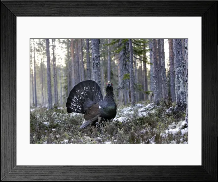 Framed Print : Capercaillie - male displaying. Kuhmo - Finland Framed Print : Capercaillie - male displaying. Kuhmo - Finland