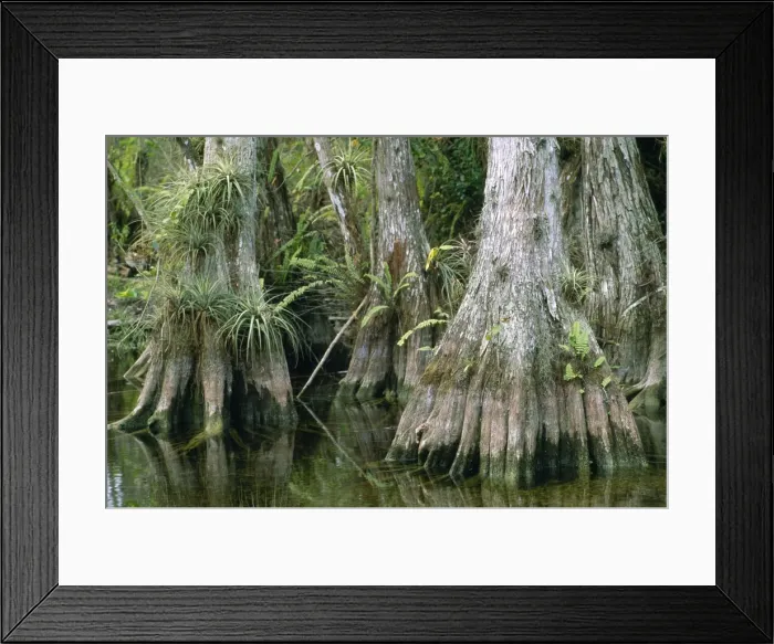 Framed Print : Big Cypress Florida USA. 80053213 Framed Print : Big Cypress Florida USA. 80053213