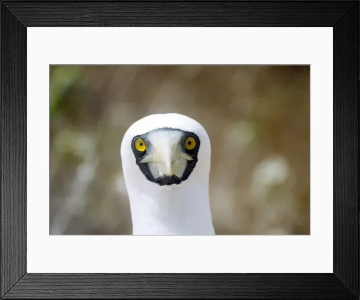 Framed Print : Masked Booby Framed Print : Masked Booby