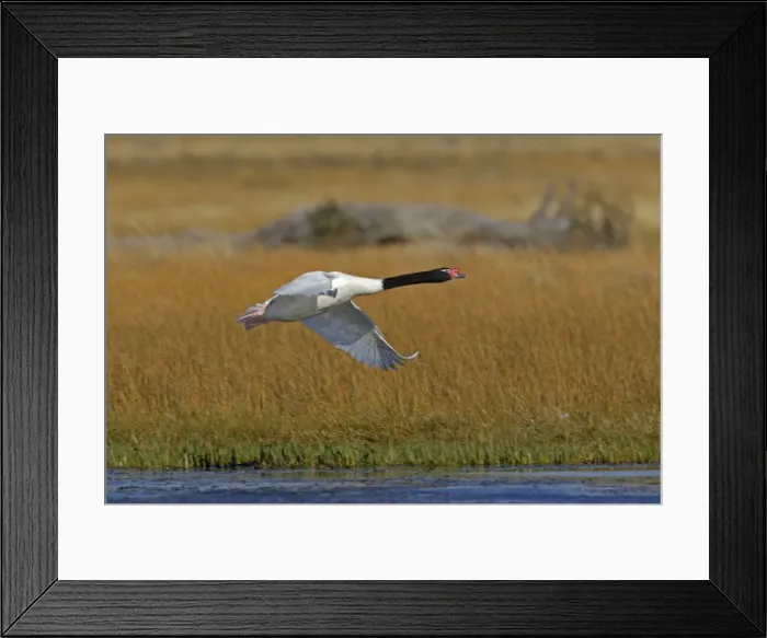 Framed Print : Black-necked Swan - in flight. Magallanes Peninsula - Patagonia - Argentina Framed Print : Black-necked Swan - in flight. Magallanes Peninsula - Patagonia - Argentina