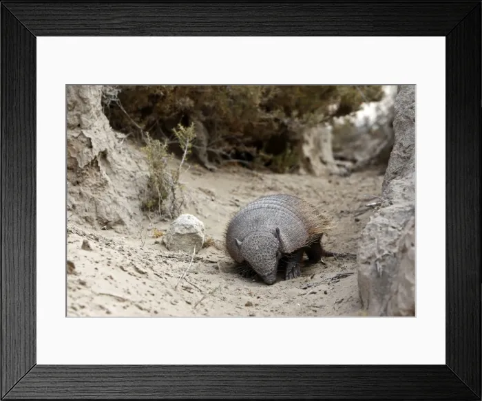 Framed Print : Hairy armadillo. Valdes peninsula - Argentina Framed Print : Hairy armadillo. Valdes peninsula - Argentina