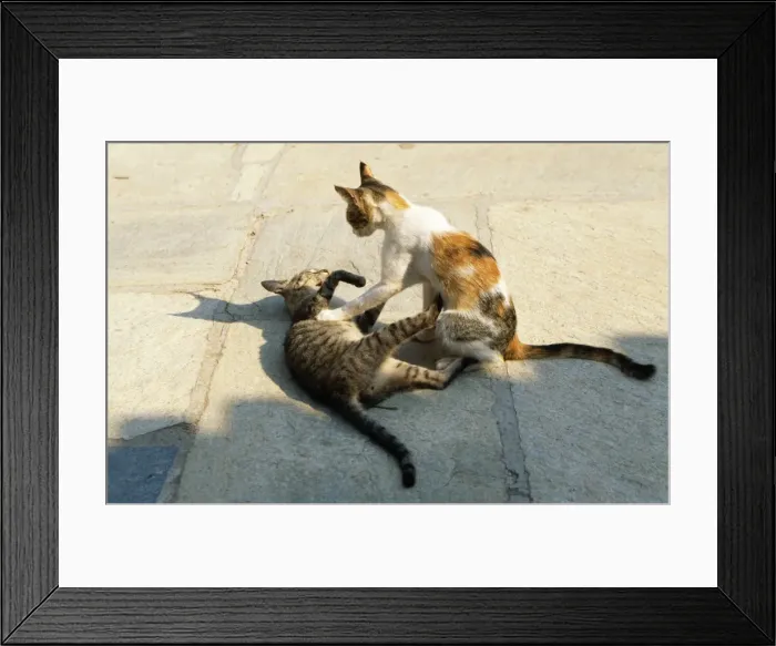 Framed Print : Cats - x 2 playing - Santorini Greece Framed Print : Cats - x 2 playing - Santorini Greece