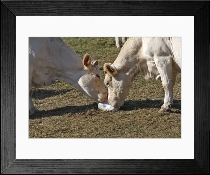 Framed Print : Cattle - Charolais cow - eating salt block Framed Print : Cattle - Charolais cow - eating salt block