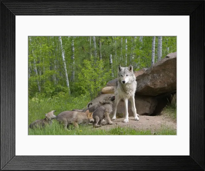 Framed Print : Grey / Timber Wolf - with pups. Minnesota - United States Framed Print : Grey / Timber Wolf - with pups. Minnesota - United States