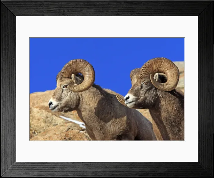 Framed Print : Rocky Mountain Bighorn Sheep. Jasper National Park - Rocky Mountains - Alberta - Canada Framed Print : Rocky Mountain Bighorn Sheep. Jasper National Park - Rocky Mountains - Alberta - Canada