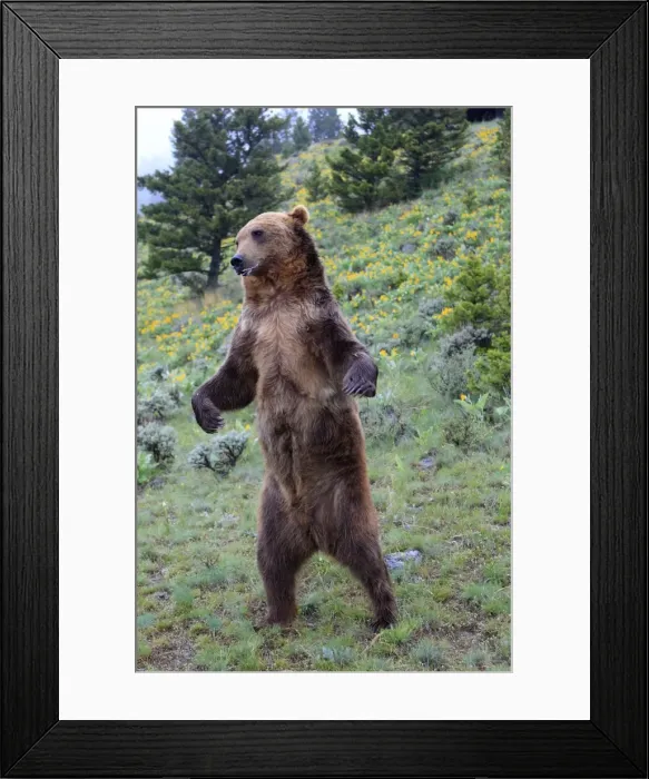 Framed Print : Grizzly bear - on hind legs. Montana - USA Framed Print : Grizzly bear - on hind legs. Montana - USA