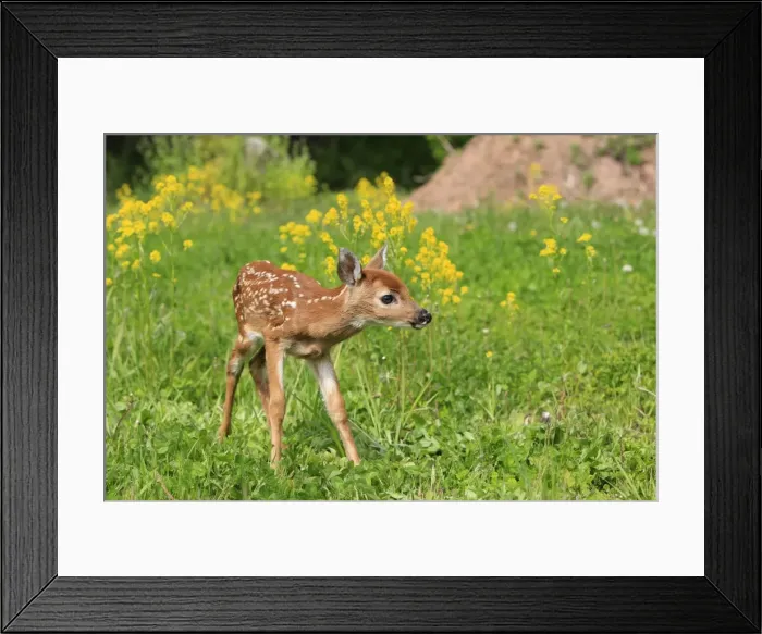 Framed Print : White-tailed Deer - fawn. Minnesota - United States Framed Print : White-tailed Deer - fawn. Minnesota - United States