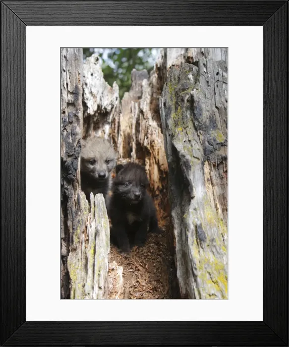 Framed Print : Grey / Timber Wolf - 1 month old pups in hollow tree stump. Montana - United States Framed Print : Grey / Timber Wolf - 1 month old pups in hollow tree stump. Montana - United States
