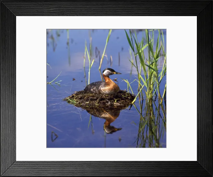 Framed Print : Red-necked Grebe - on nest Framed Print : Red-necked Grebe - on nest