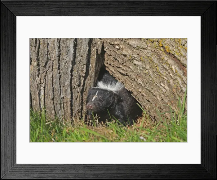 Framed Print : Striped Skunk. Minnesota - United States Framed Print : Striped Skunk. Minnesota - United States