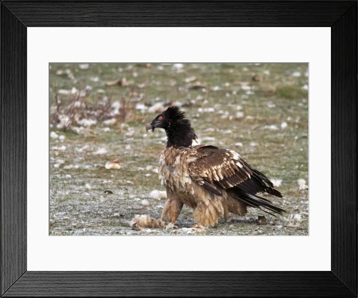 Framed Print : Lammergeier / Bearded Vulture - adult at feeding station. Pyrenees - Spain Framed Print : Lammergeier / Bearded Vulture - adult at feeding station. Pyrenees - Spain