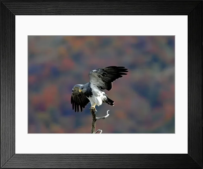 Framed Print : Black-chested Buzzard-Eagle. Magallanes Peninsula - Patagonia - Argentina Framed Print : Black-chested Buzzard-Eagle. Magallanes Peninsula - Patagonia - Argentina