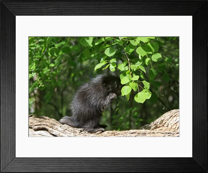 Framed Print : North American Porcupine - Baby. Montana - United States