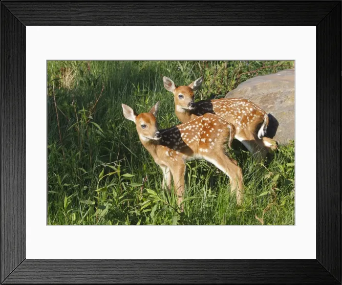 Framed Print : White-tailed Deer - fawns. Minnesota - USA Framed Print : White-tailed Deer - fawns. Minnesota - USA
