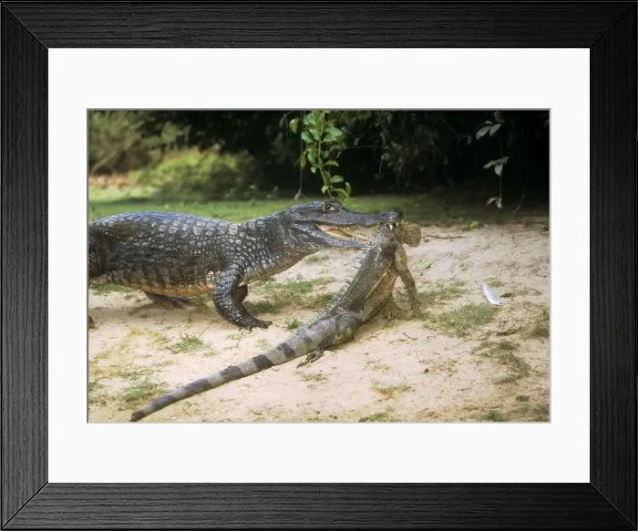 Framed Print : Spectacled Caiman - with prey Framed Print : Spectacled Caiman - with prey