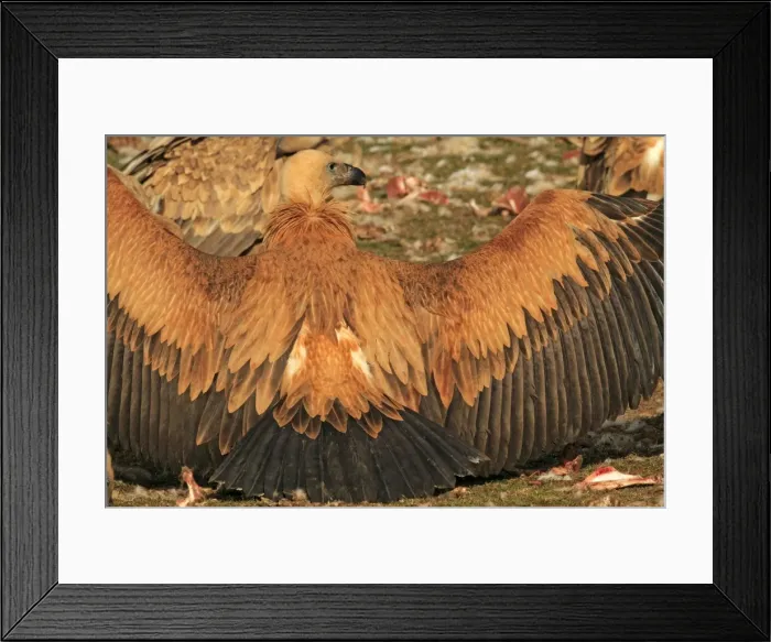 Framed Print : Eurasian Griffon Vulture - at feeding station. Pyrenees - Spain Framed Print : Eurasian Griffon Vulture - at feeding station. Pyrenees - Spain