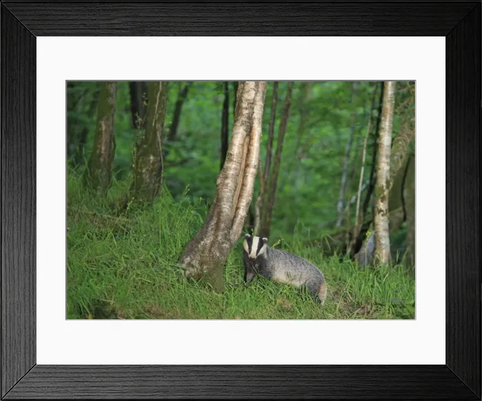 Framed Print : European Badger - in woodland Framed Print : European Badger - in woodland