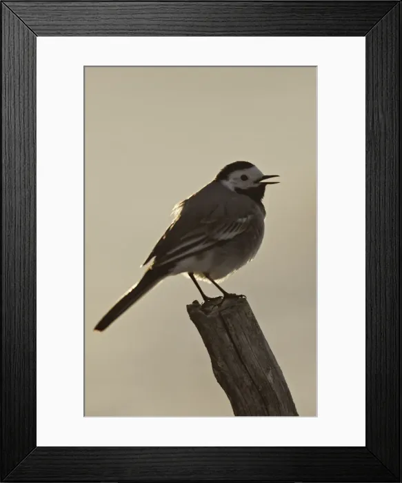Framed Print : Pied Wagtail. Kuhmo - Finland Framed Print : Pied Wagtail. Kuhmo - Finland