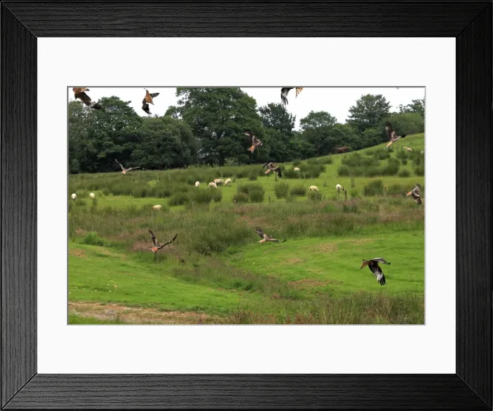 Framed Print : Red Kite - flock in flight over farmland Framed Print : Red Kite - flock in flight over farmland