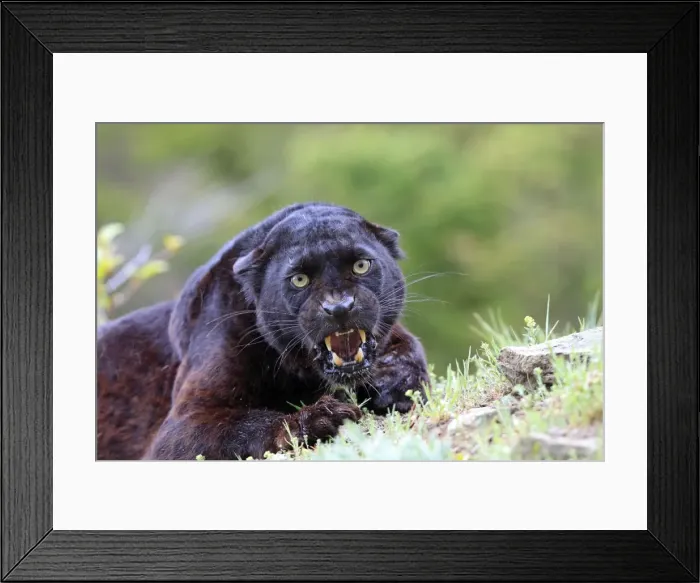 Framed Print : Black Leopard - snarling Framed Print : Black Leopard - snarling