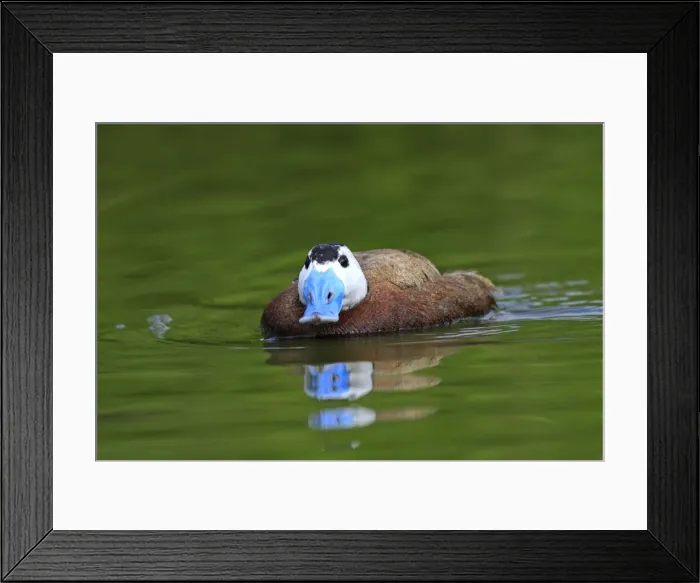 Framed Print : Ruddy Duck. Pensthorpe - Norfolk - UK Framed Print : Ruddy Duck. Pensthorpe - Norfolk - UK