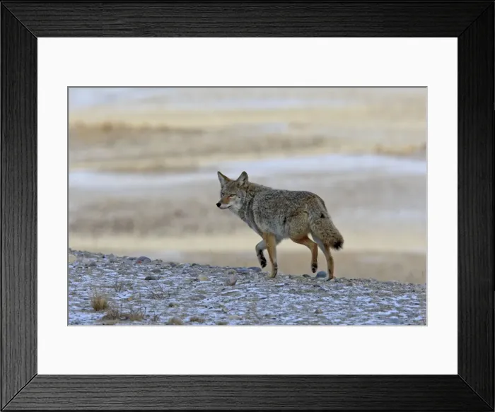 Framed Print : Coyote. Rocky Mountains - Jasper National Park - Alberta - Canada Framed Print : Coyote. Rocky Mountains - Jasper National Park - Alberta - Canada