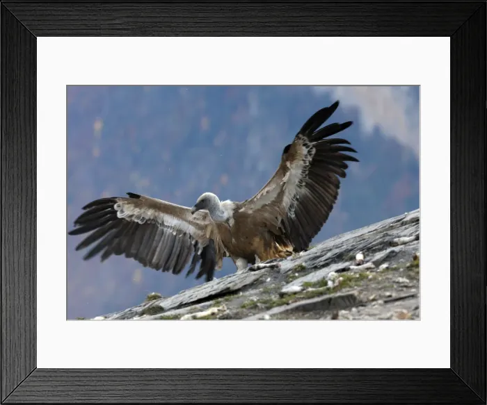 Framed Print : Eurasian Griffon Vulture - with wings spread at feeding station. Pyrenees - Spain Framed Print : Eurasian Griffon Vulture - with wings spread at feeding station. Pyrenees - Spain