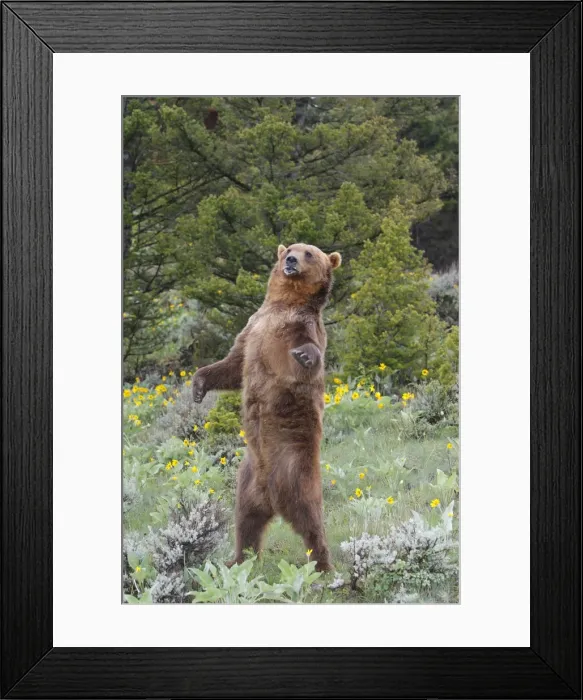 Framed Print : Grizzly bear - on hind legs. Montana - USA Framed Print : Grizzly bear - on hind legs. Montana - USA