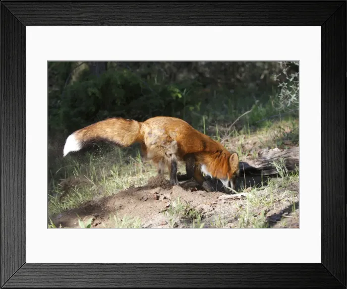 Framed Print : Red Fox - adult diggimg. Montana - United States Framed Print : Red Fox - adult diggimg. Montana - United States