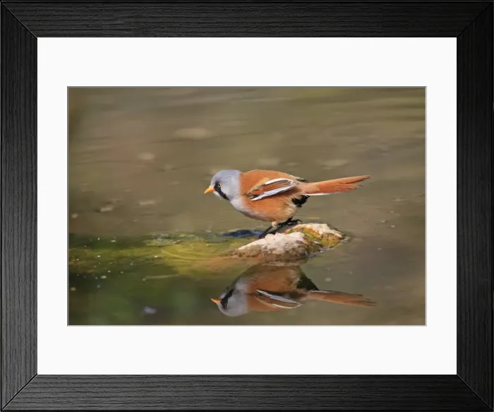 Framed Print : Bearded Tit. Pensthorpe - Norfolk - UK Framed Print : Bearded Tit. Pensthorpe - Norfolk - UK