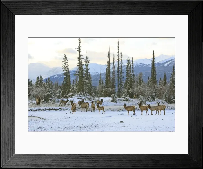 Framed Print : Elk / Wapiti - group in snow. Rocky mountains - Jasper national park - Alberta - Canada Framed Print : Elk / Wapiti - group in snow. Rocky mountains - Jasper national park - Alberta - Canada