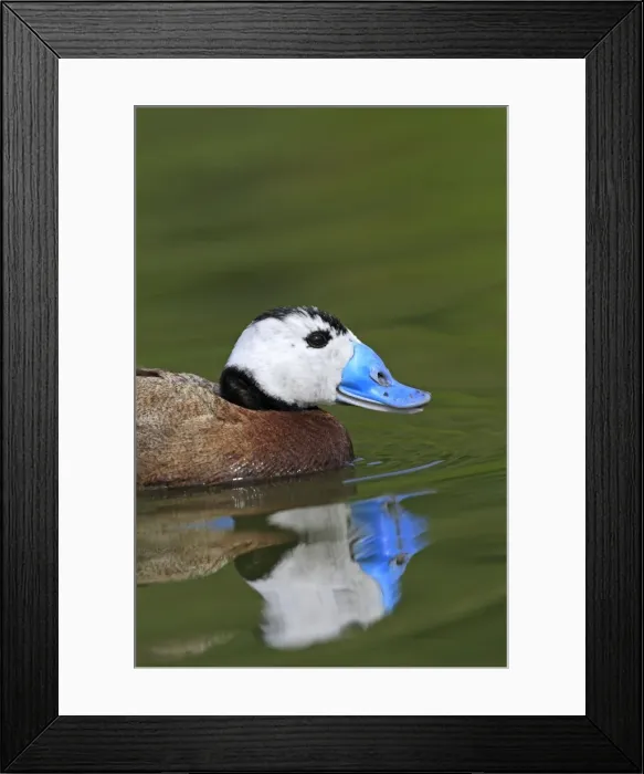 Framed Print : Ruddy Duck. Pensthorpe - Norfolk - UK Framed Print : Ruddy Duck. Pensthorpe - Norfolk - UK