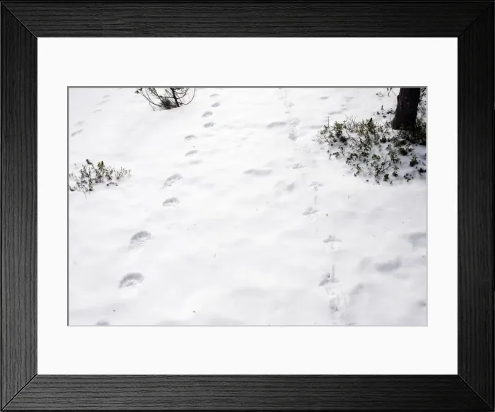 Framed Print : Wolverine (Gulo gulo) & Capercaillie (Tetrao urogallus) tracks in snow