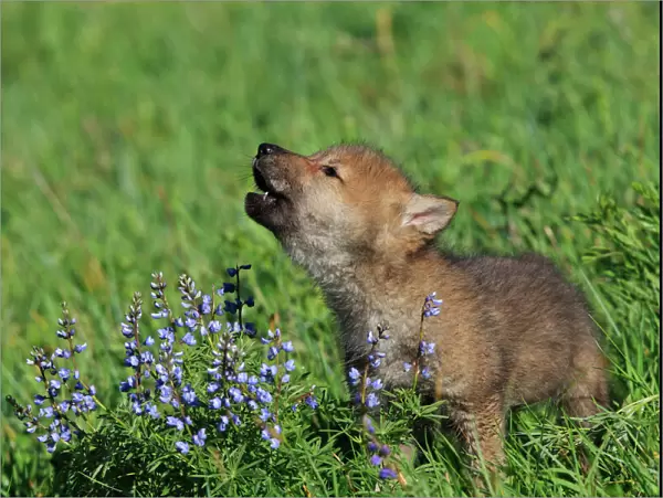Grey  / Timber Wolf - 8 week old cub - calling. Montana - USA