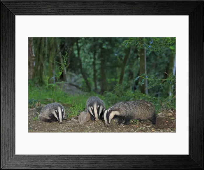 Framed Print : European Badger - group in woodland Framed Print : European Badger - group in woodland