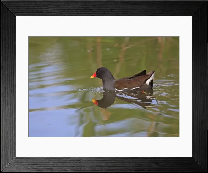 Framed Print : Common Moorhen. Pensthorpe - Norfolk - UK Framed Print : Common Moorhen. Pensthorpe - Norfolk - UK