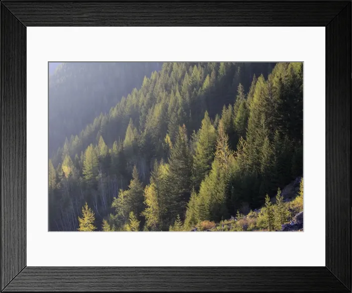 Framed Print : Spruce forest. Glacier National Park - Montana - USA. Borders Waterton Lakes National Park - Aberta - Canada. Waterton-Glacier International Peace World Heritage site Framed Print : Spruce forest. Glacier National Park - Montana - USA. Borders Waterton Lakes National Park - Aberta - Canada. Waterton-Glacier International Peace World Heritage site