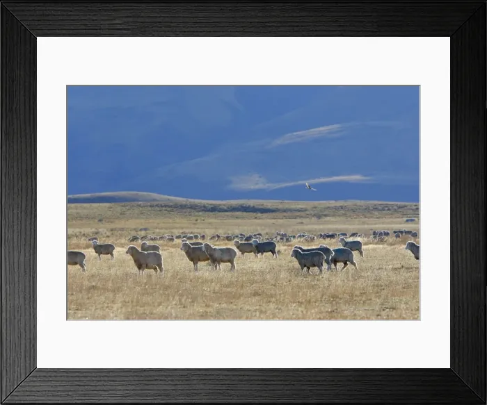 Framed Print : Domestic Merino Sheep. Magallanes Peninsula - Patagonia - Argentina Framed Print : Domestic Merino Sheep. Magallanes Peninsula - Patagonia - Argentina