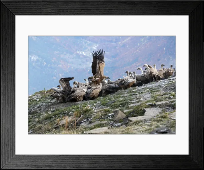 Framed Print : Eurasian Griffon Vulture - group at feeding station. Pyrenees - Spain Framed Print : Eurasian Griffon Vulture - group at feeding station. Pyrenees - Spain