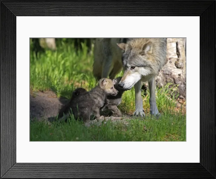 Framed Print : Grey / Timber Wolf - Adult with 1 month old pups. Montana - United States Framed Print : Grey / Timber Wolf - Adult with 1 month old pups. Montana - United States