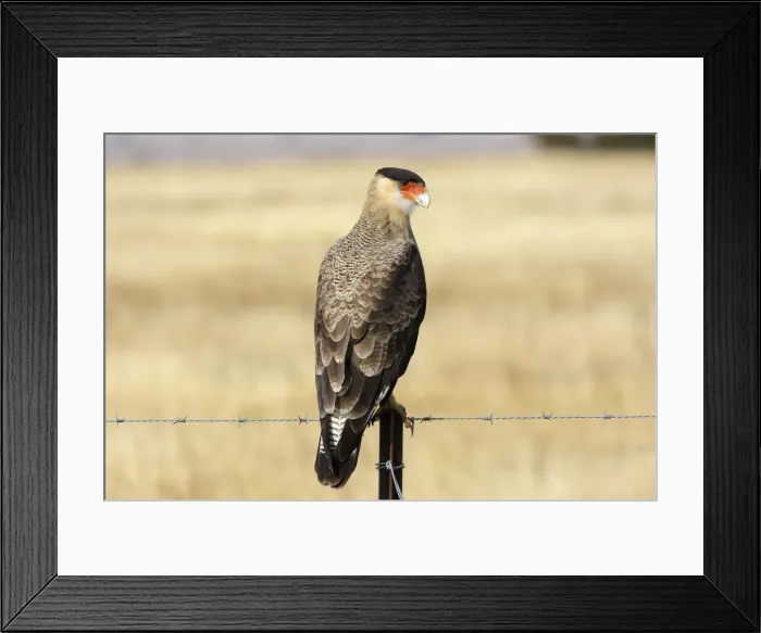 Framed Print : Crested Caracara. Magallanes Peninsula - Patagonia - Argentina Framed Print : Crested Caracara. Magallanes Peninsula - Patagonia - Argentina