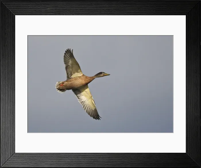 Framed Print : Mallard female in flight. Bay of Somme - Picardy - France Framed Print : Mallard female in flight. Bay of Somme - Picardy - France