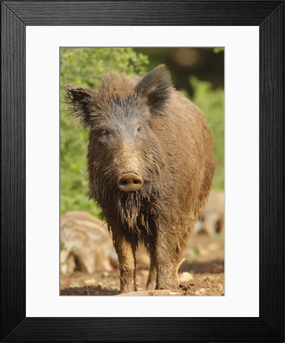 Framed Print : Wild Boar - adult. Haute Saone - France Framed Print : Wild Boar - adult. Haute Saone - France