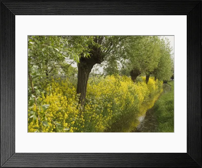 Framed Print : Pollard willows Surrounded by rape seed (brassica napus) The Netherlands, Gelderland, Betuwe, Gellicum Framed Print : Pollard willows Surrounded by rape seed (brassica napus) The Netherlands, Gelderland, Betuwe, Gellicum