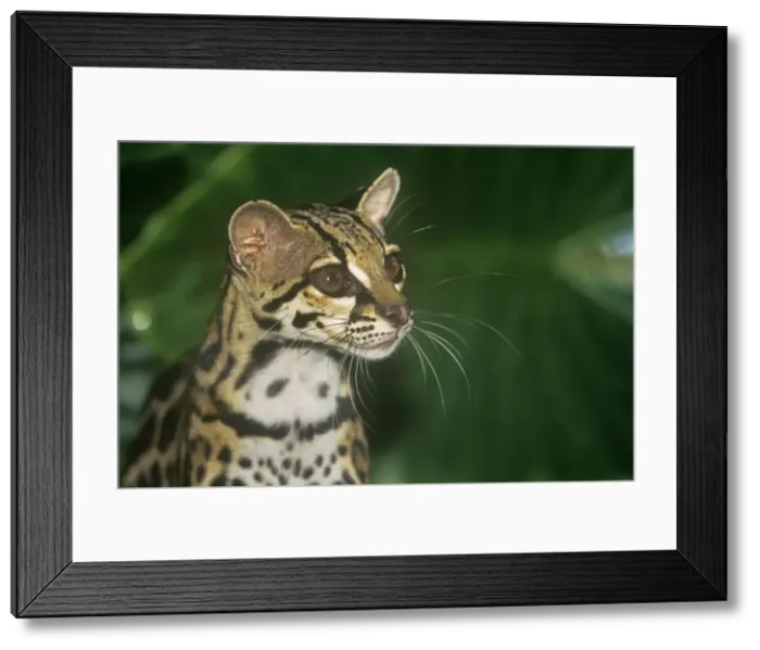 Framed Print : Margay / Tree Ocelot Framed Print : Margay / Tree Ocelot