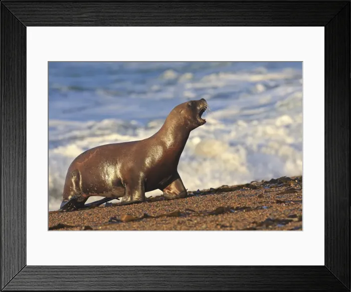 Framed Print : South American Sealion - on beach. Punta Norte - Valdes peninsula - Argentina. formerly Otaria byronia Framed Print : South American Sealion - on beach. Punta Norte - Valdes peninsula - Argentina. formerly Otaria byronia